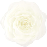 Creamy White