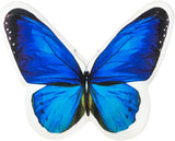 Blue Butterfly