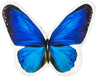 Blue Butterfly